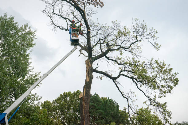 Reliable Milton, NY  Tree Services Solutions